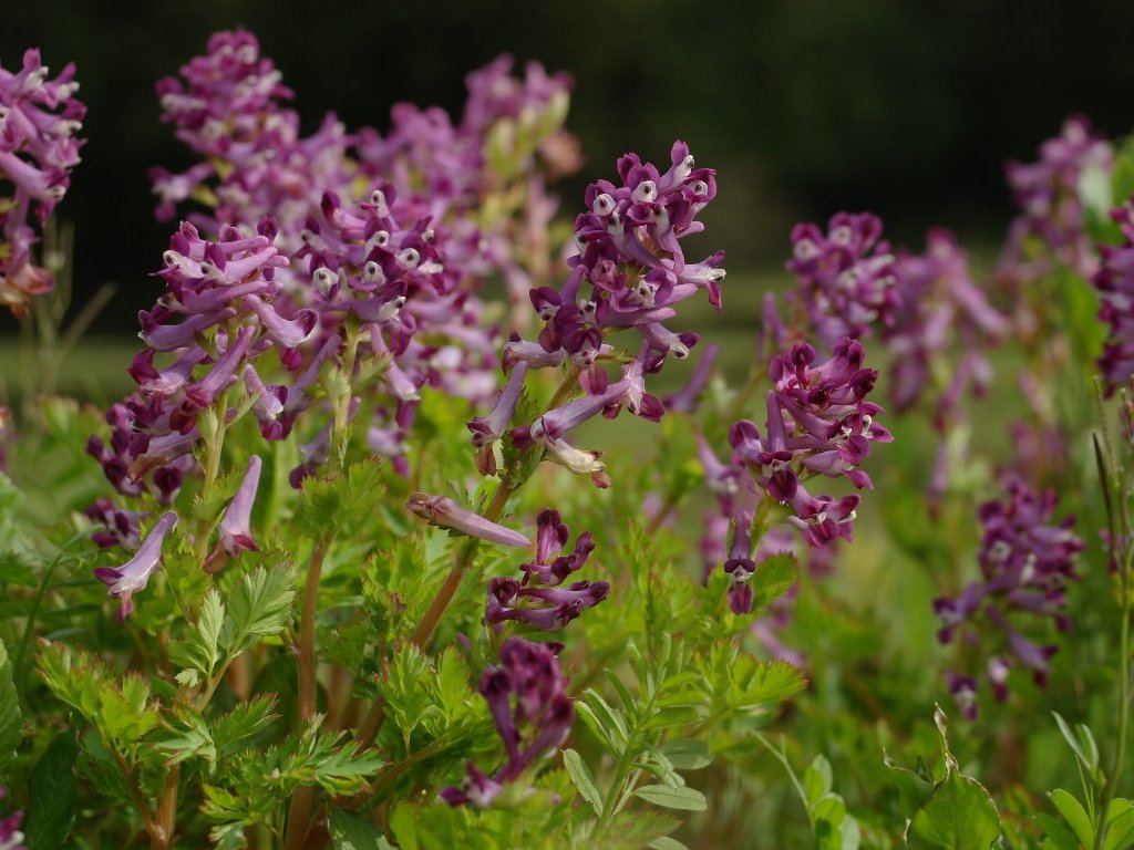 �����T�L�P�}��