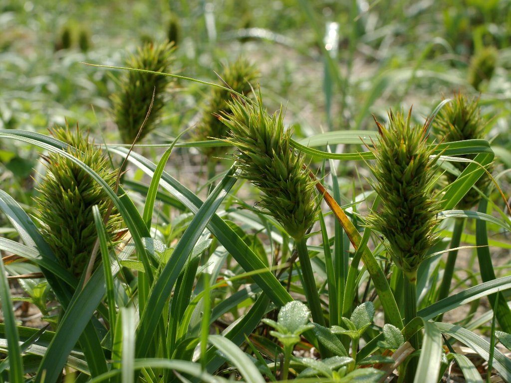 �R�E�{�E���M