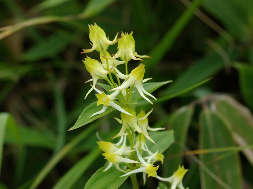 �n�i�C�J��