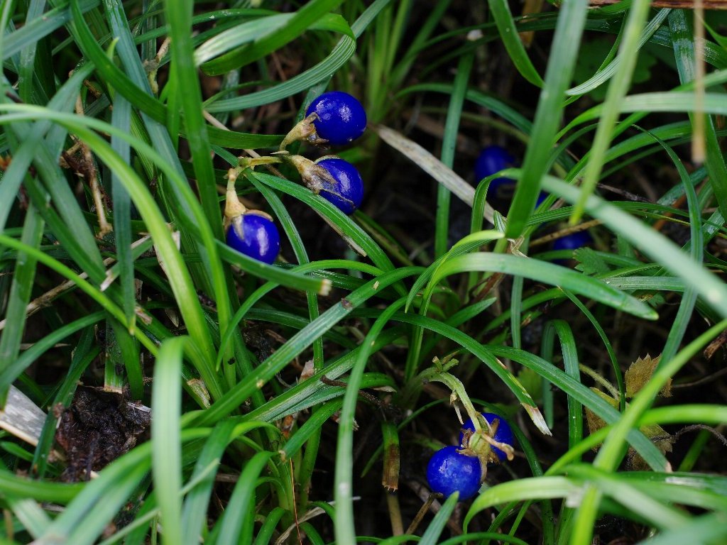 �W���m�q�Q