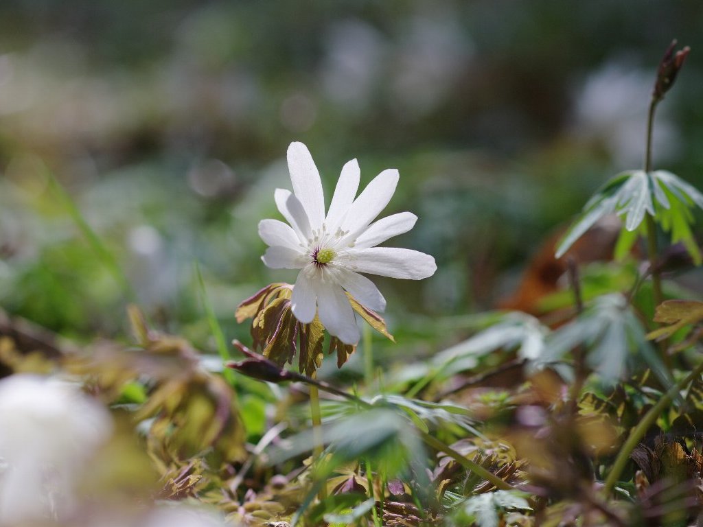 �A�Y�}�C�`�Q