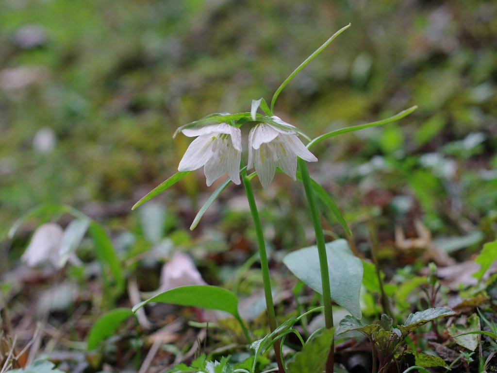 �C�Y���R�o�C��