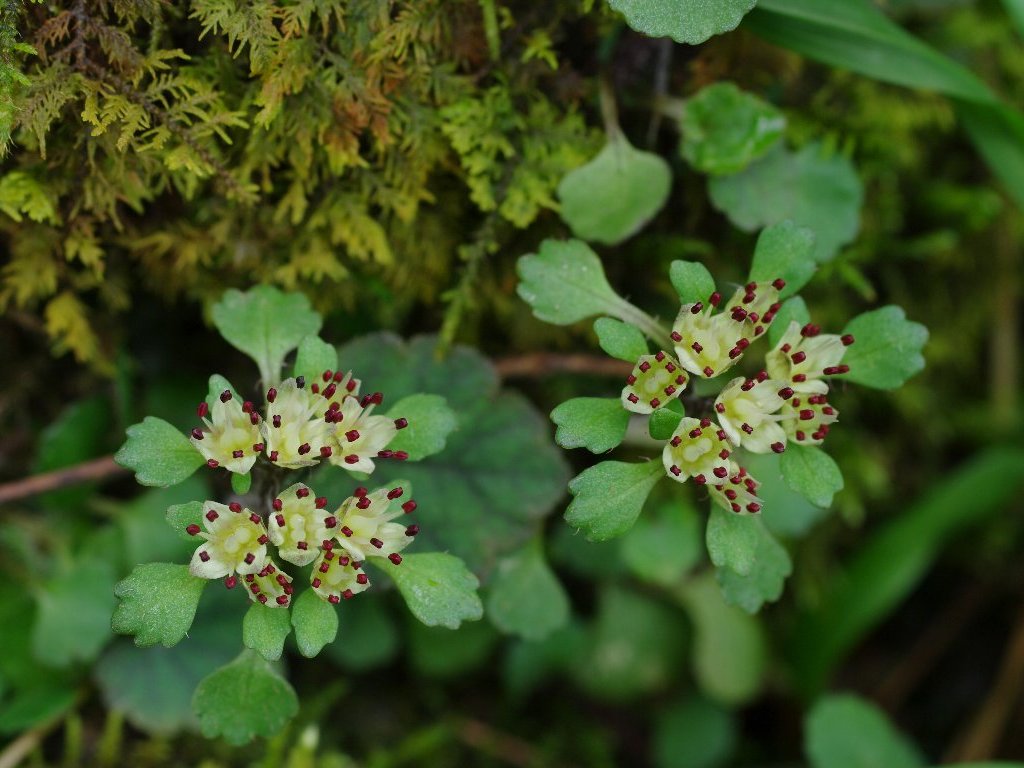 �n�i�l�R�m��