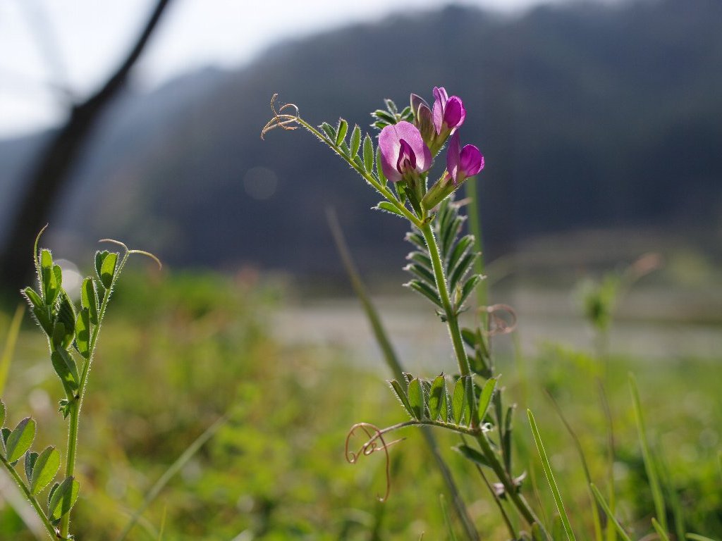 �J���X�m�G���h�E