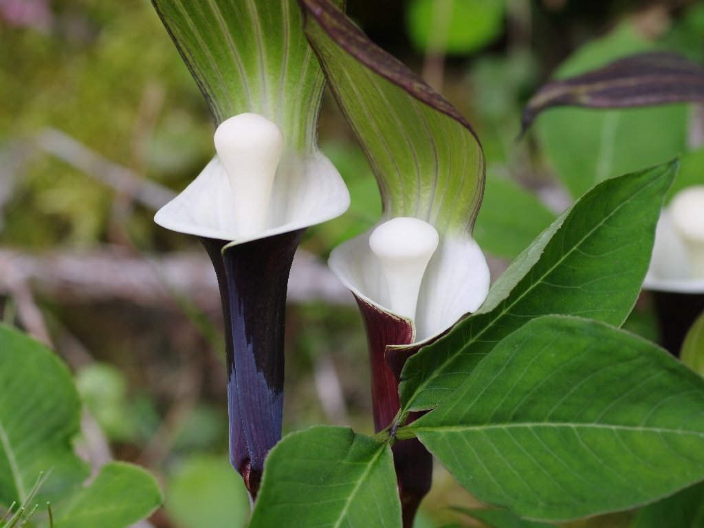 ���L���`�\�E