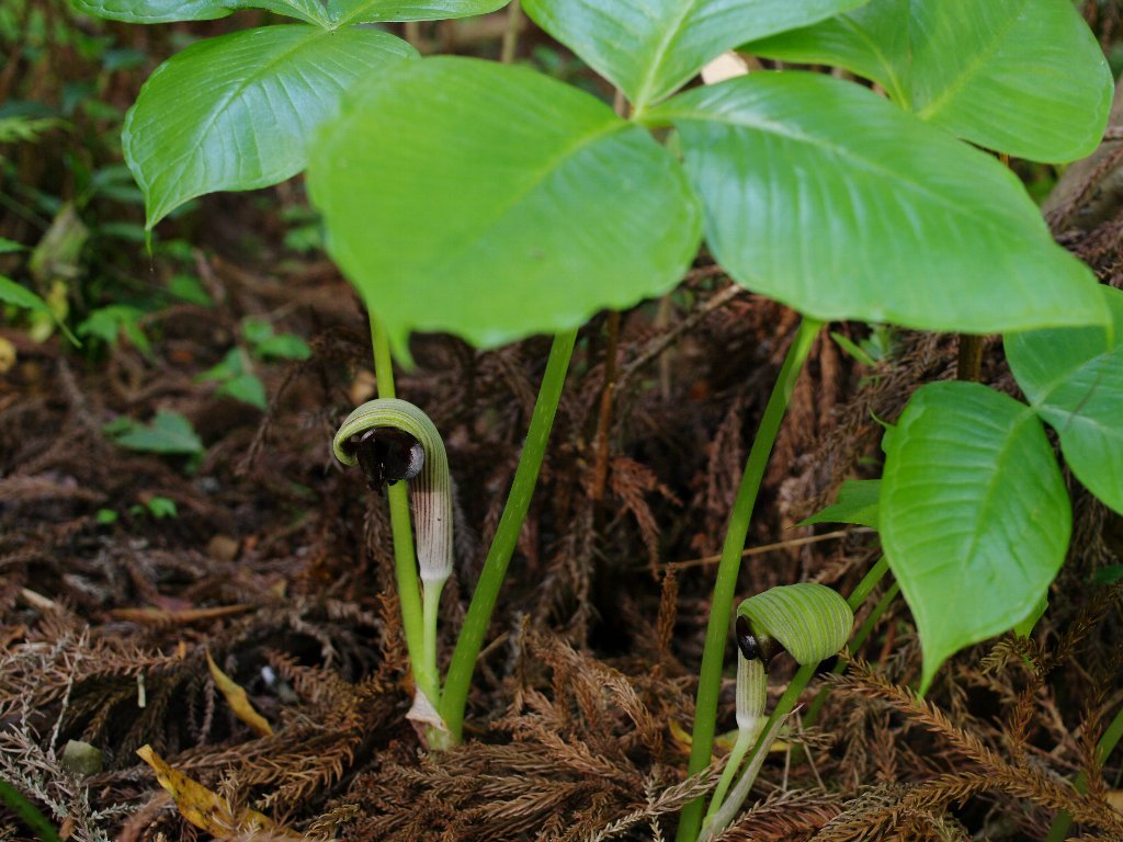 ���T�V�A�u�~