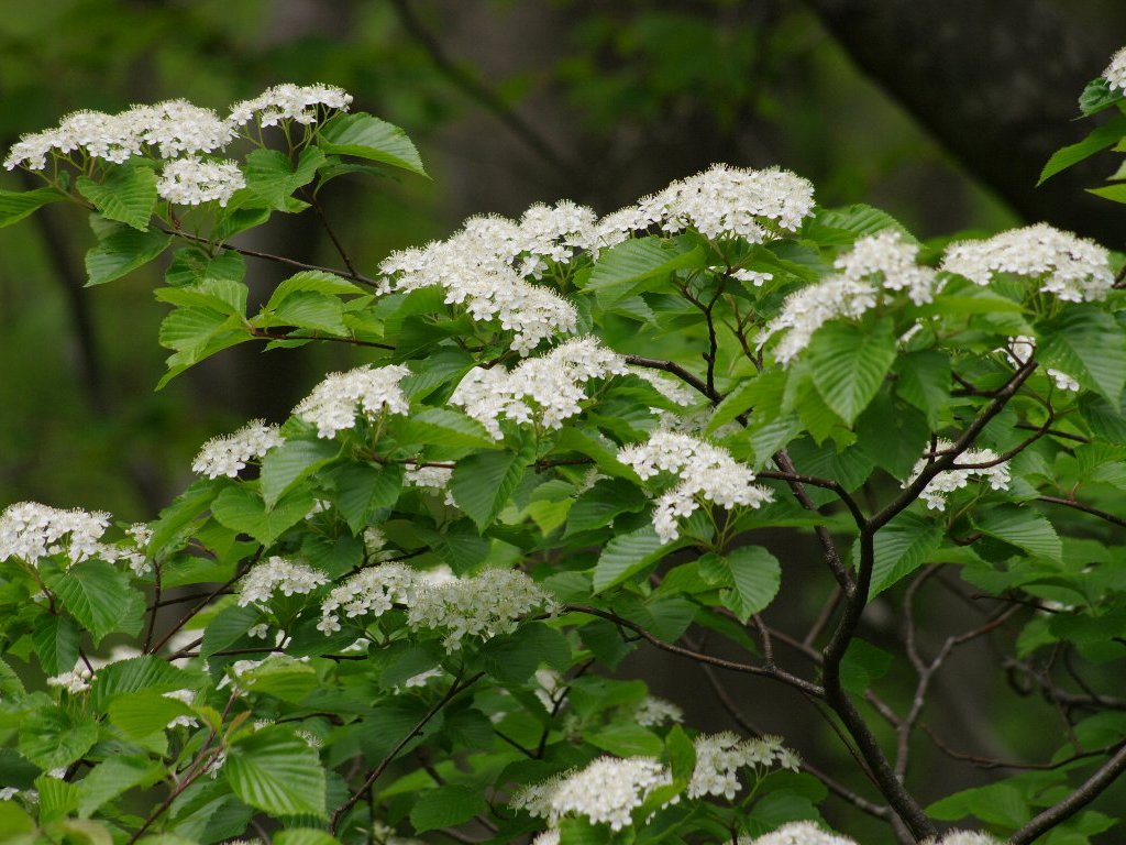 �R�o�m�K�}�Y�~