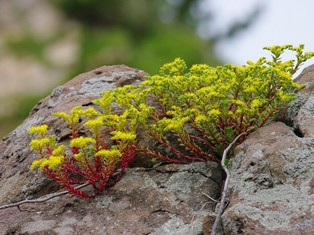 ���m�}���l���O�T