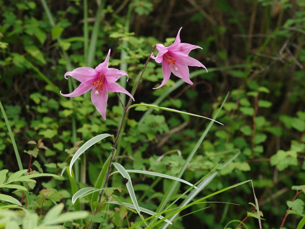 ジンリョウユリ ジンリョウユリ