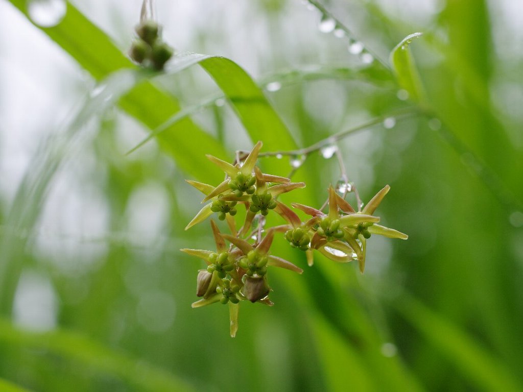 �X�Y�T�C�R