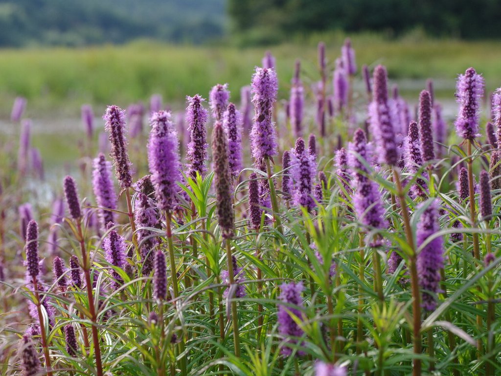 �~�Y�g���m�I