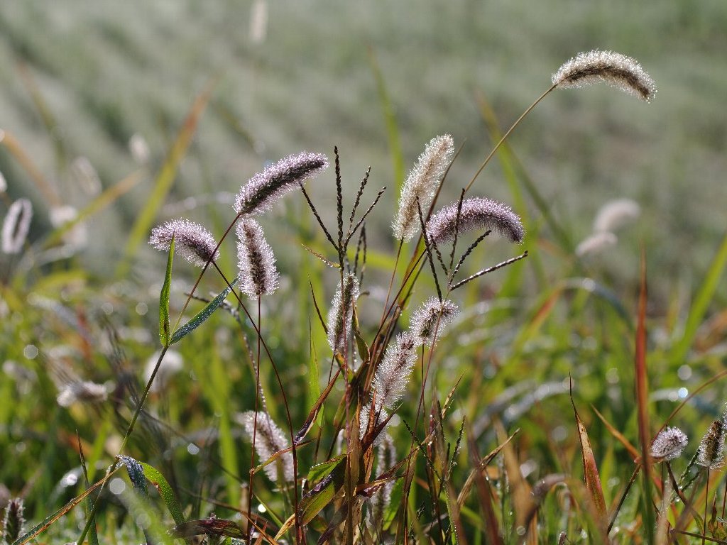 エノコログサ エノコログサ