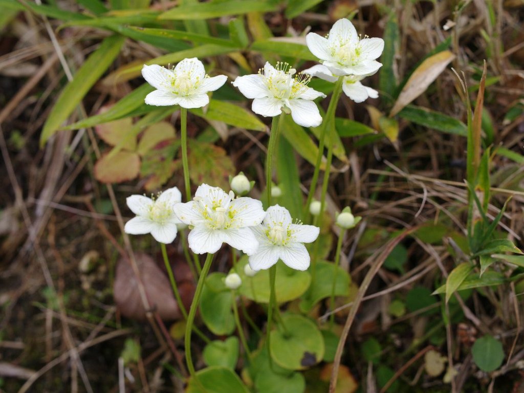 �E���o�`�\�E