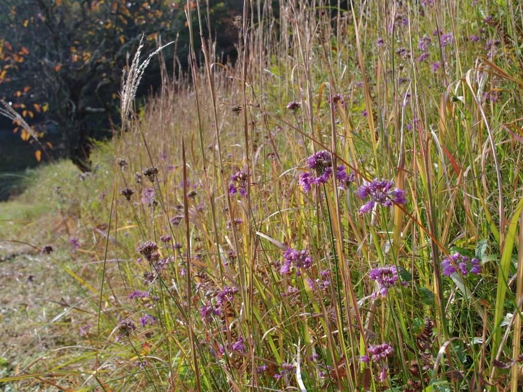 ���}���b�L���E