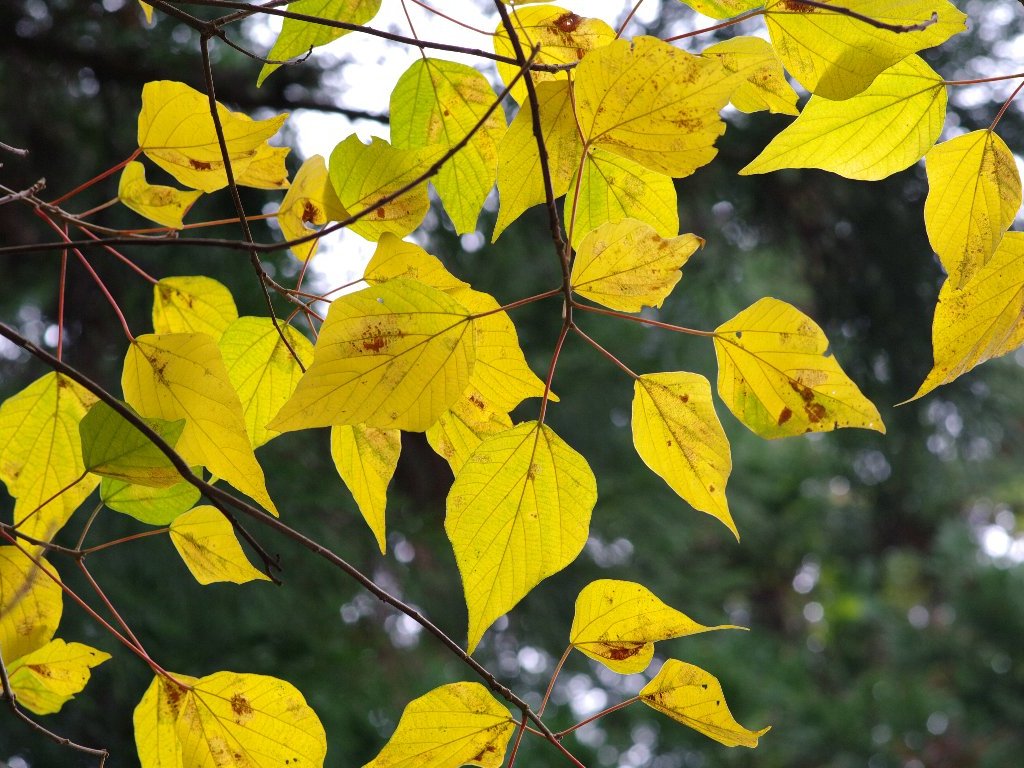 �A�J���K�V��