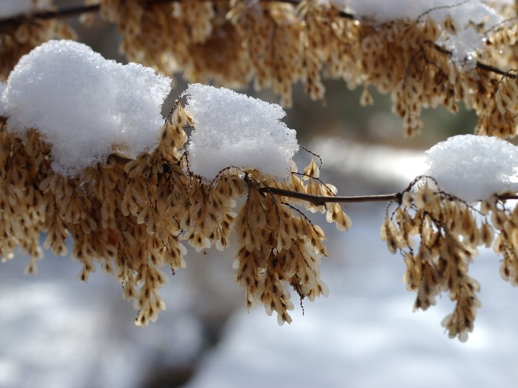 イタドリ イタドリ