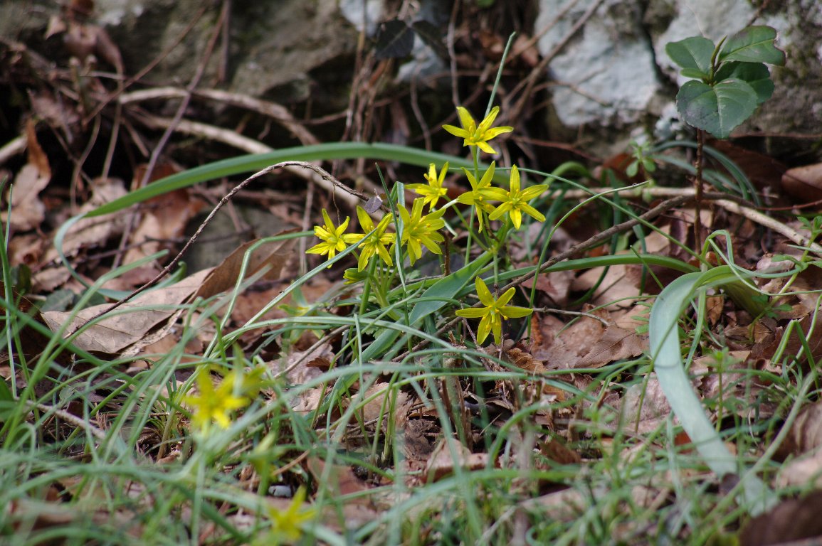 �L�o�i�m�A�}�i