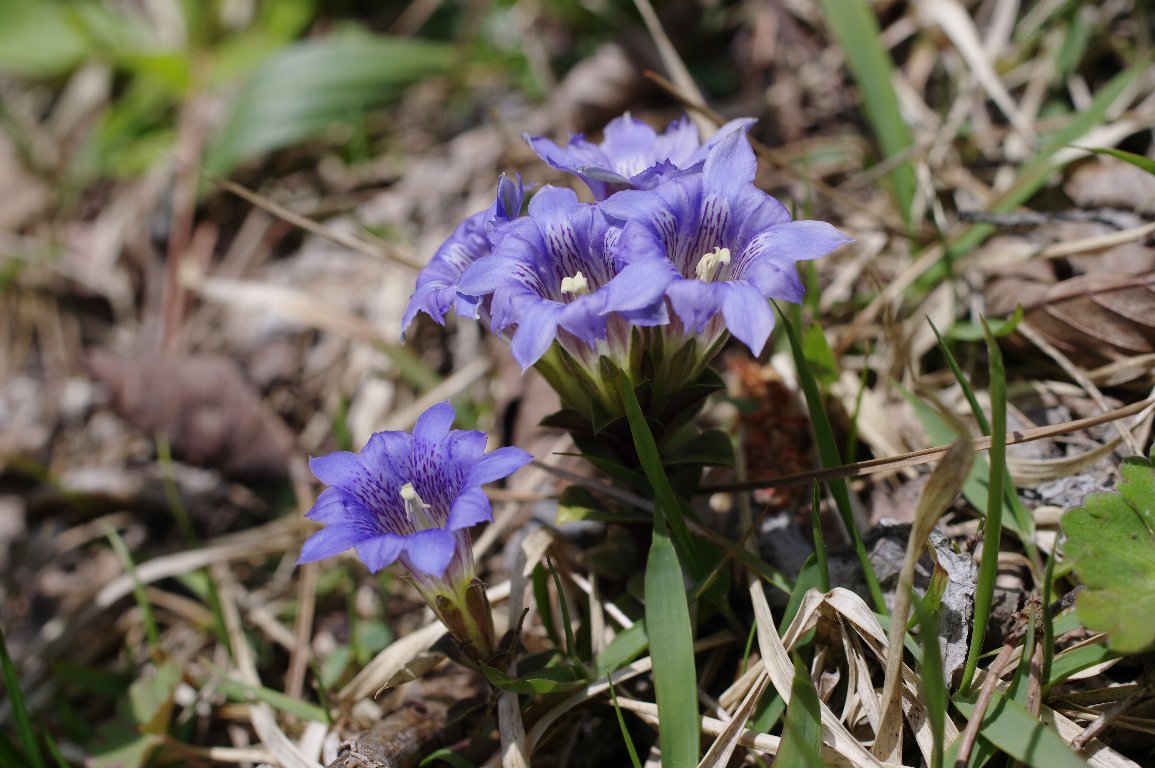 �t�f�����h�E