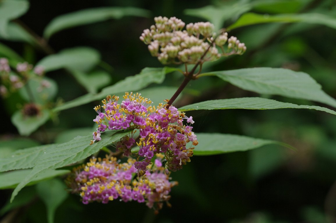 �����T�L�V�L�u