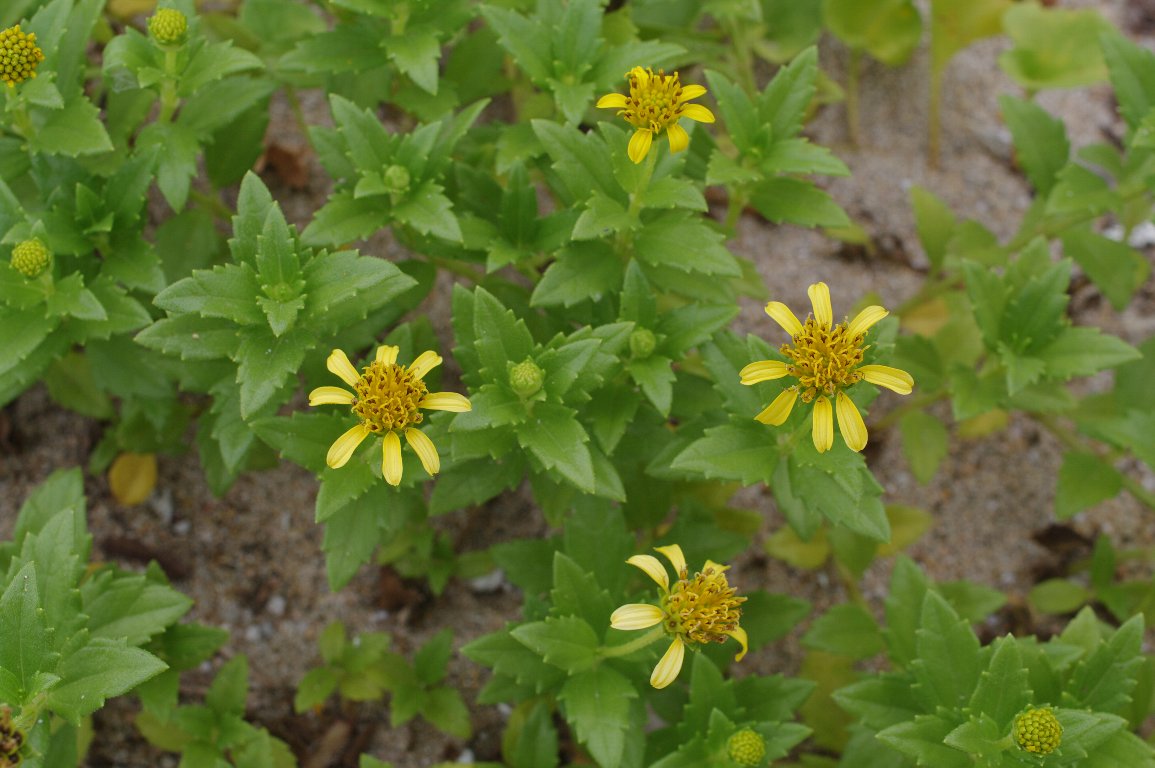 �l�R�m�V�^