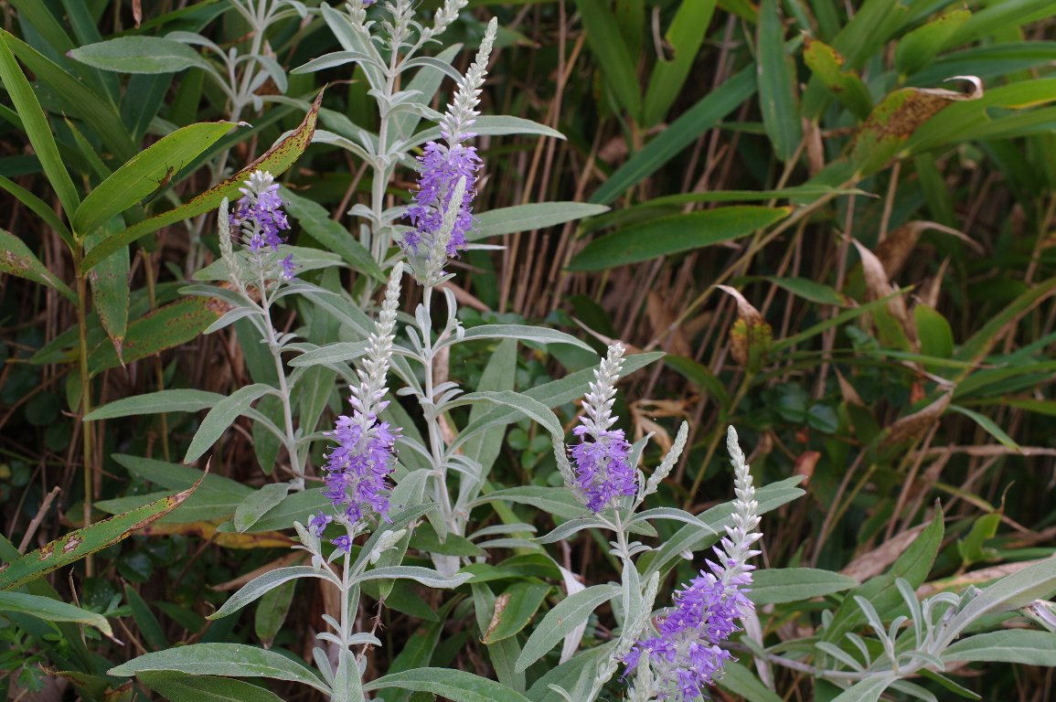 �g�E�e�C����