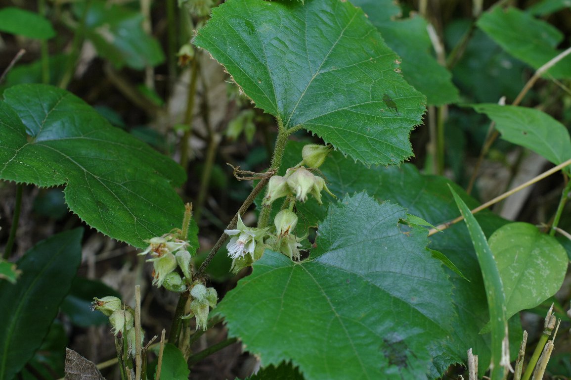 �t���C�`�S