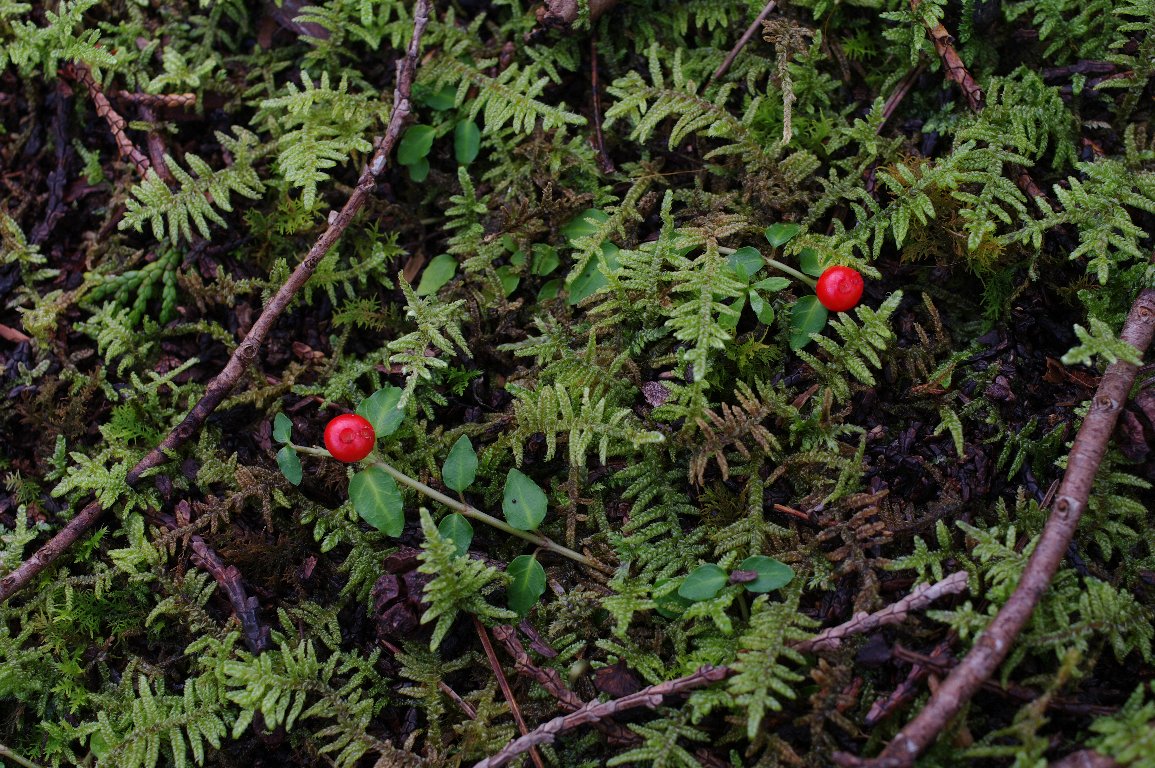 �c���A���h�I�V