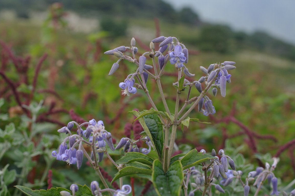 �N�T�{�^��