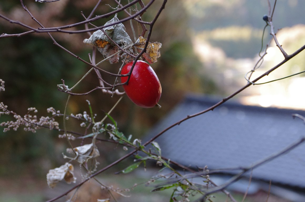 �J���X�E��