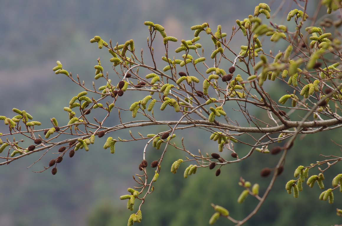 �I�I�o���V���u�V