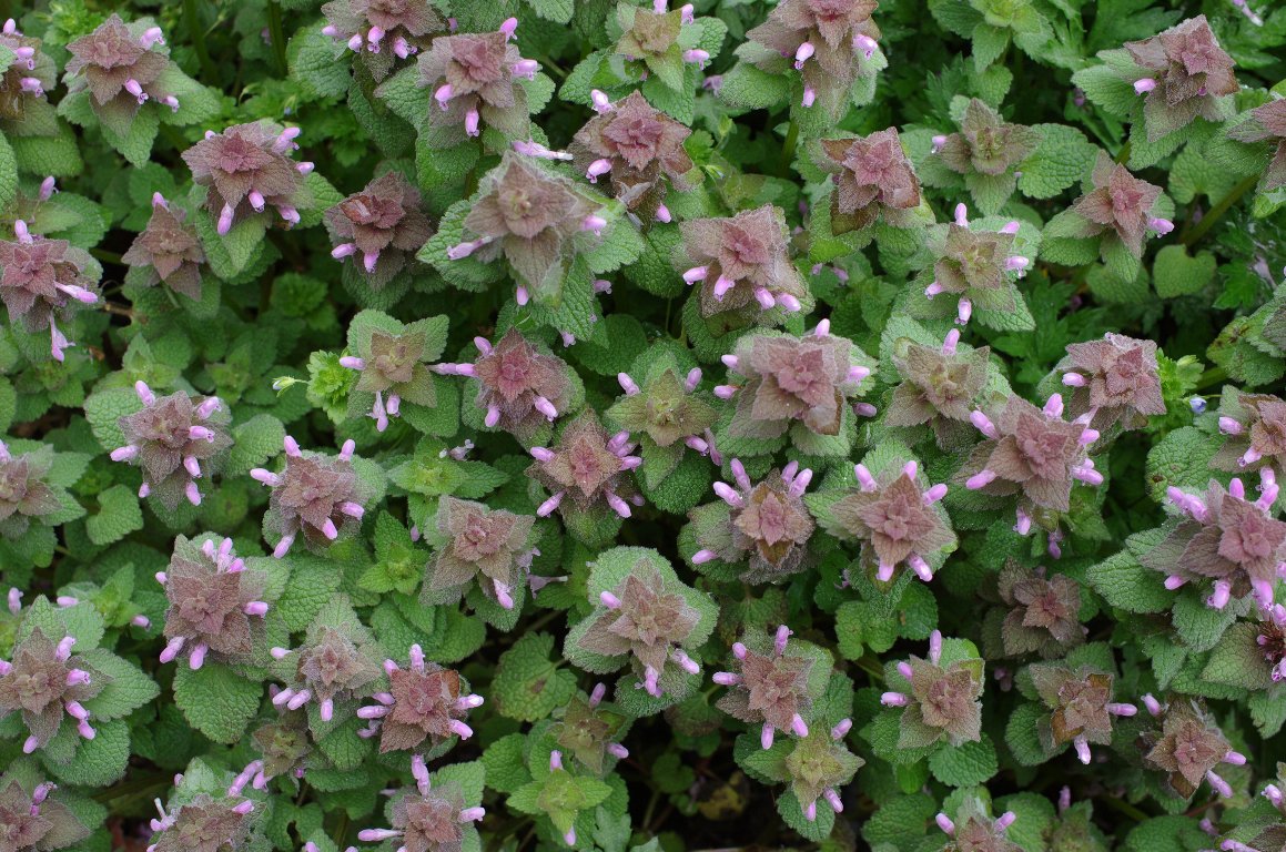 �q���I�h���R�\�E