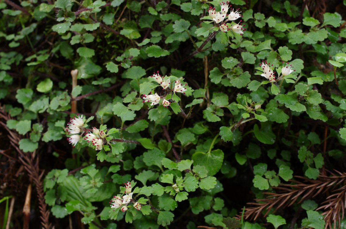 �n�i�l�R�m��