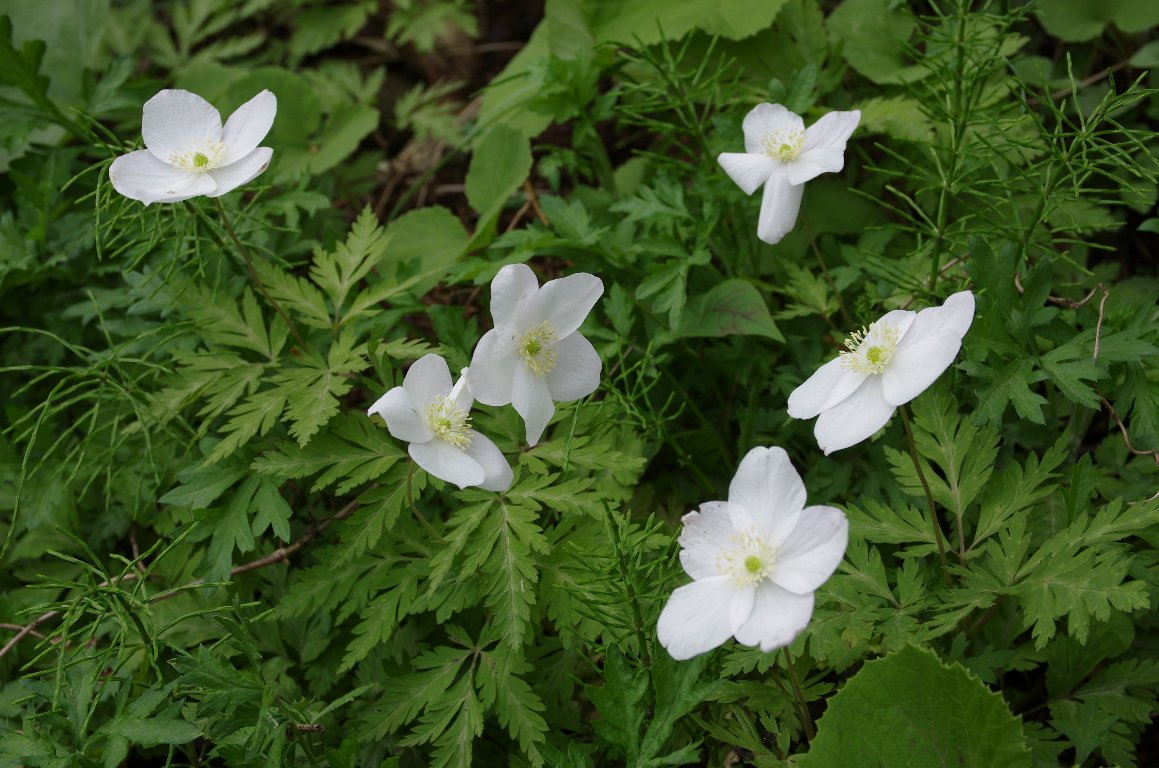 �C�`�����\�E