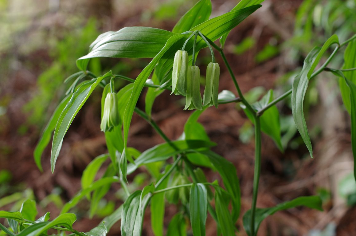 �z�E�`���N�\�E