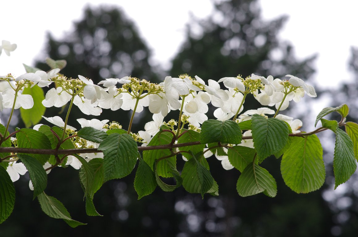 ���u�f�}��