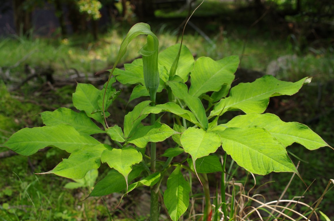 �A�I�e���i���V���E