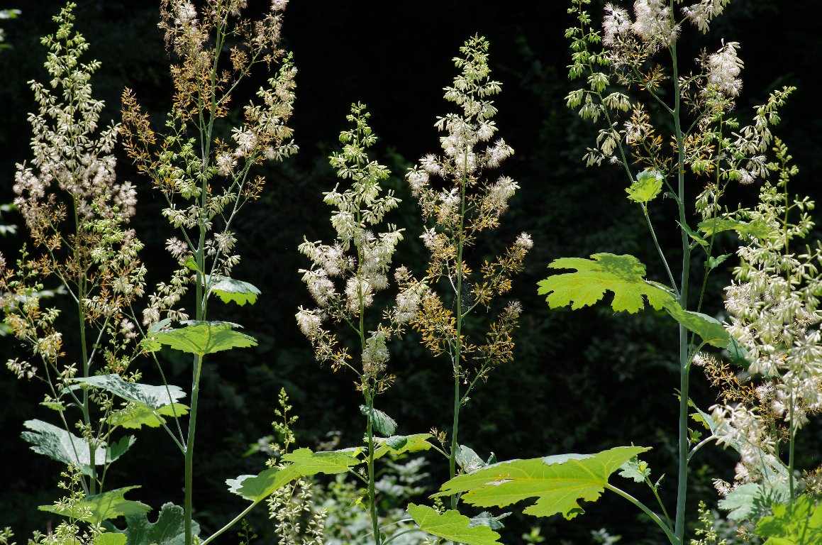 �^�P�j�O�T