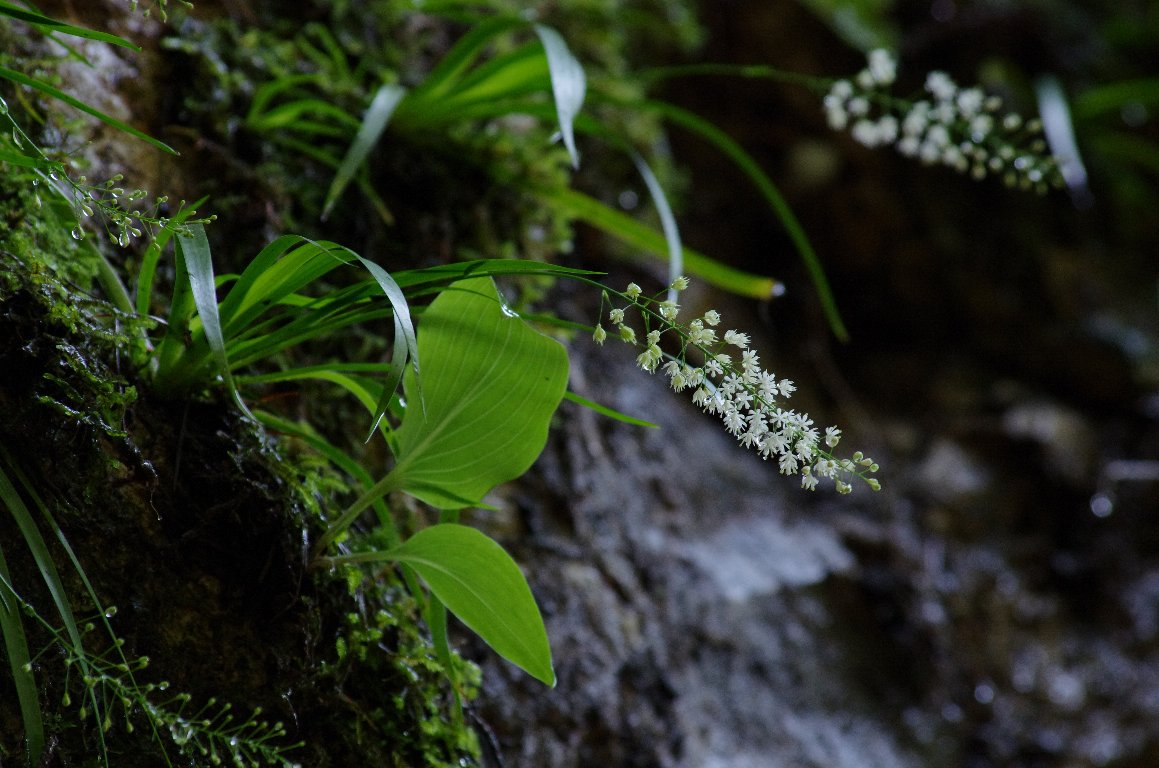 �n�i�[�L�V���E