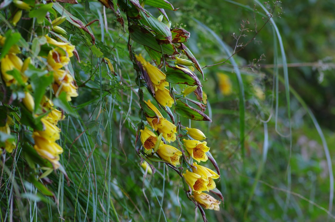 �L�C�W���E���E�z�g�g�M�X