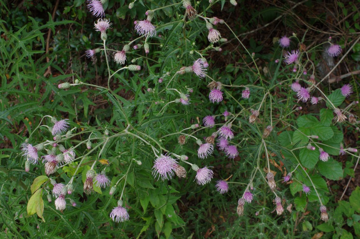 �I�n�����A�U�~