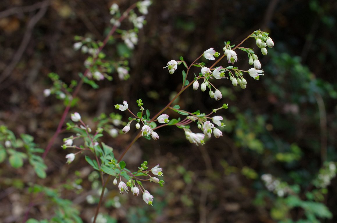 �}�c�J�[�\�E