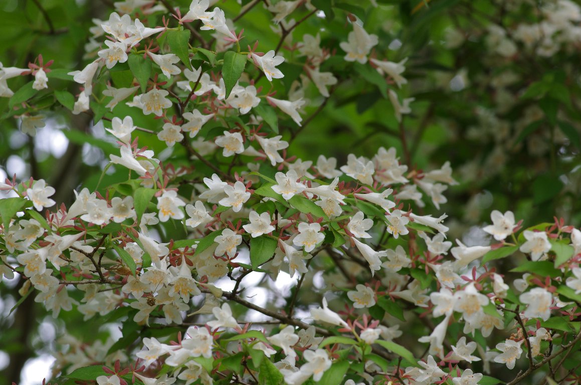 �c�N�o�l�E�c�M