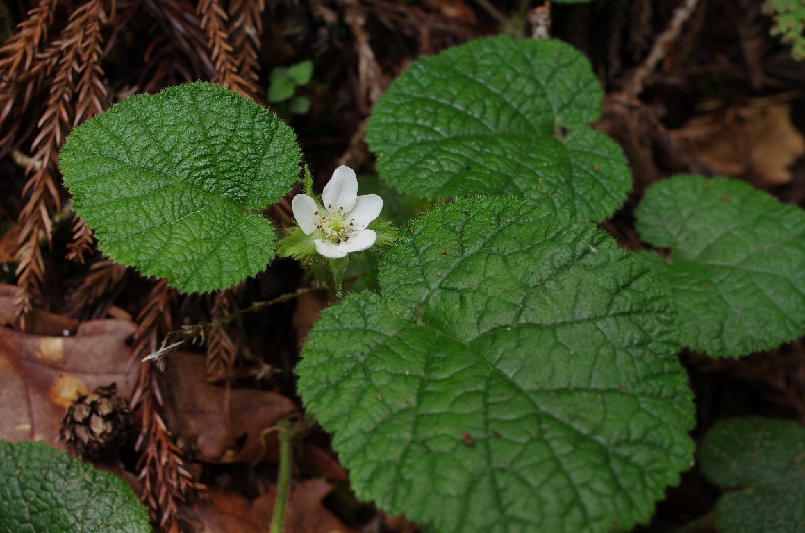 �}���o�t���C�`�S