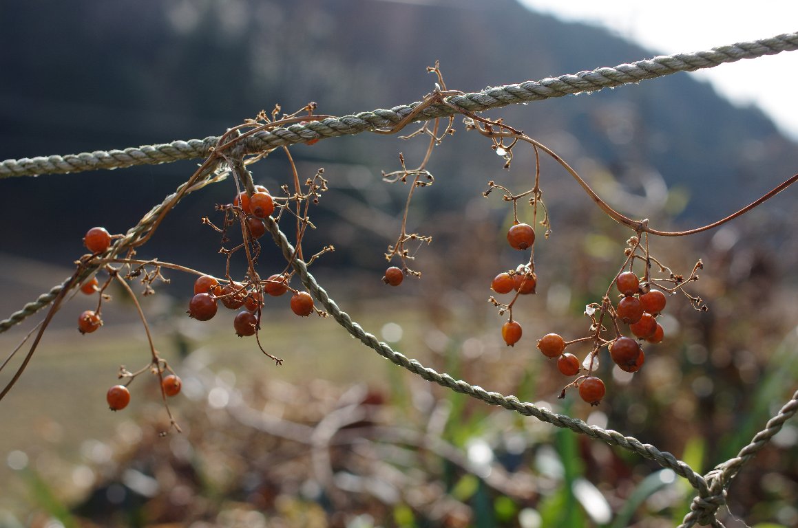 �w�N�\�J�Y��