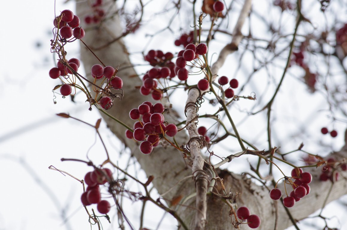 �T���g���C�o��