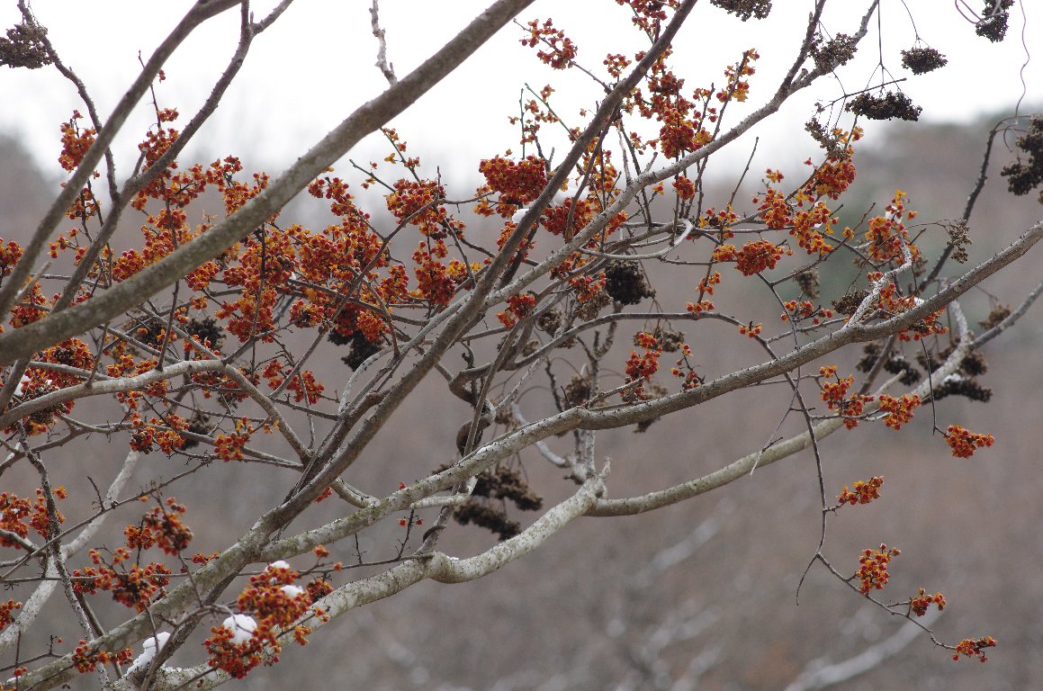 �c���E�����h�L