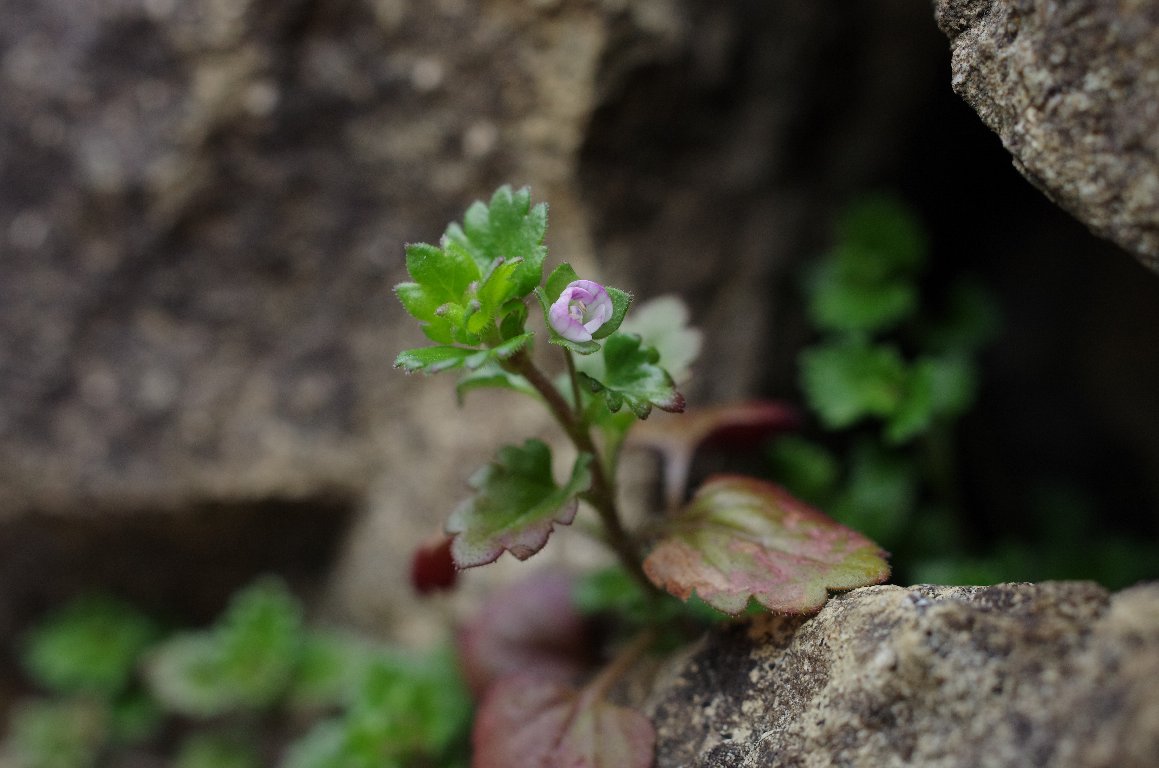 �C�k�m�t�O��