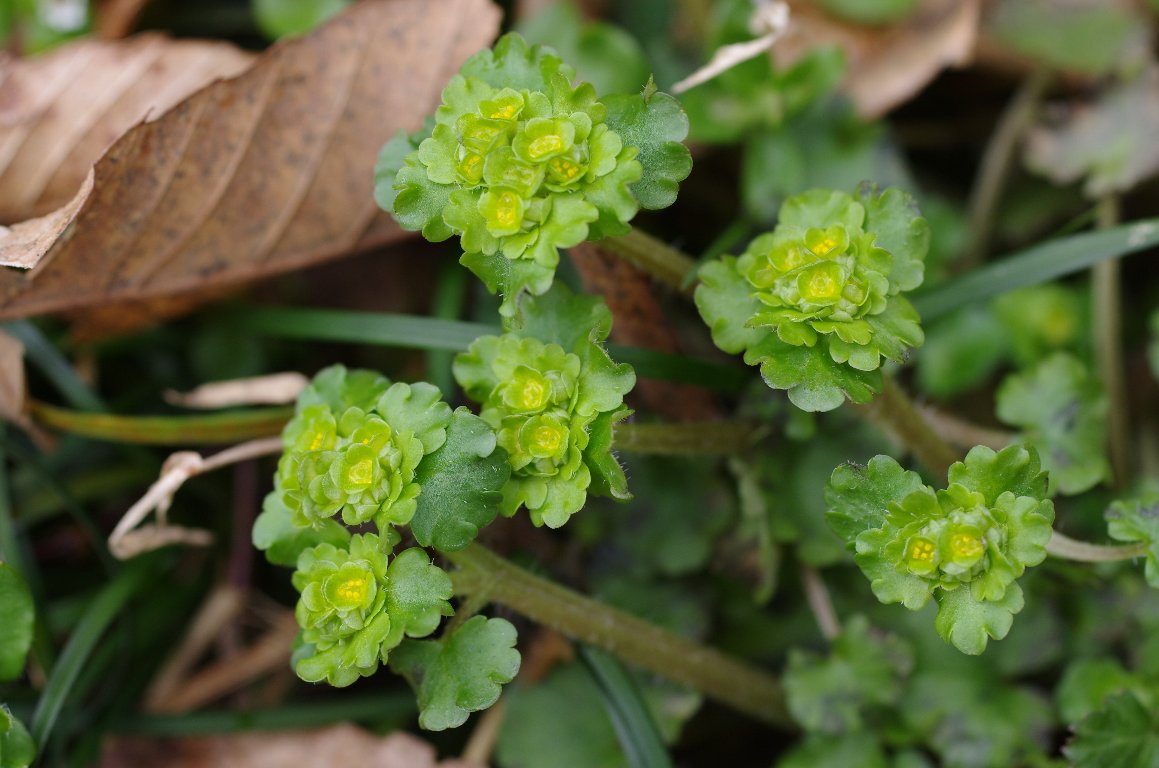 ���}�l�R�m���\�E