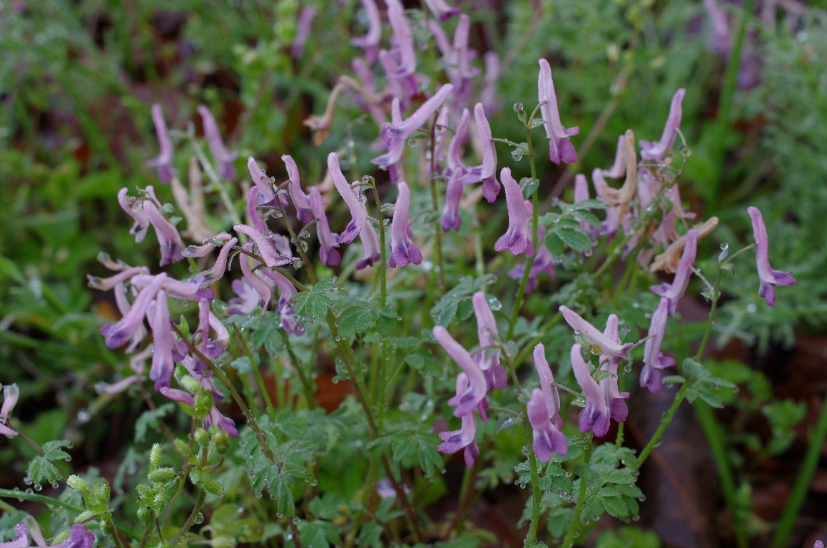 �W���{�E�G���S�T�N