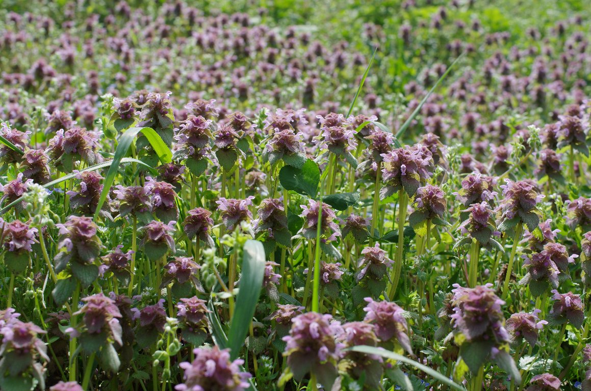 �q���I�h���R�\�E